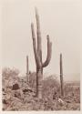 [Cereus Giganteus, near Tucson, Arizona]
