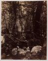 [West Gallatin Canyon]