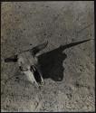 Cattle Skull, Bad Lands, South Dakota