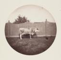 [Cow standing in front of fence]