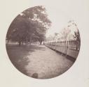 [View of yard along fence]