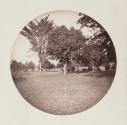 [Trees on lawn]