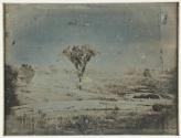[Tree in farm meadow, probably near southern part of Crawford's Notch, New Hampshire.]
