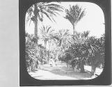 Algiers. Palms in Jardin d'Assay.
