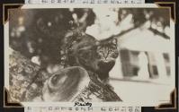 [Tiger cat in an apple tree]