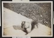 [Squirel sitting on the sidewalk eating a nut]