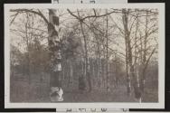[Two people in the woods surrounded by Birch trees]