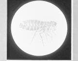 Flea of Mole, without eyes. Female, x18.