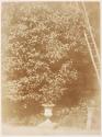 [Garden scene]