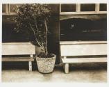 Untitled (Santa Cruz)