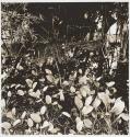 Untitled (RIT)