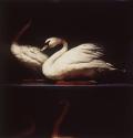 Swans, Booth's Bird Museum, Brighton, England