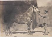 Trotteur
