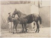 Ratter-Filly
