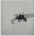 [Sand, kelp and shadow]