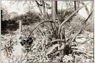 Nature V