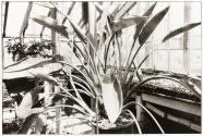 Kenilworth Aquatic Gardens, Washington, D.C.