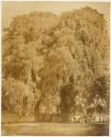 Arbre de Santa-Maria del Tule