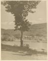 Bat., East Canaan - Norfolk