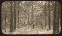 Forest, Oak Lodge Trip