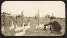 Woman feeding ducks and chickens, Oak Lodge Trip