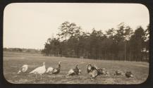 Turkeys in field, Oak Lodge Trip