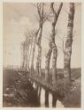 [Row of trees along a stream]