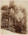 [Forest]