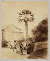 [Palm tree and aloe plants in front of a greenhouse]
