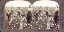Gathering Cotton on a Southern Plantation.  Dallas, Texas.