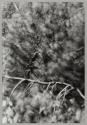 [Abstraction of branches and leaves]