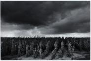 Dead cornfield