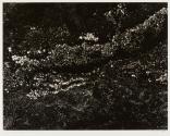 Untitled (Barnacle Scape), Gloucester