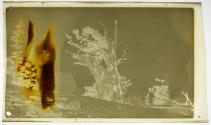 [Anne Brigman with tree]