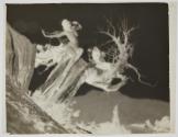 The Storm Tree