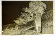 [Nude with tree]