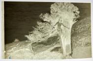 [Nude with tree]