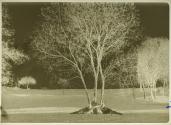 [Three women sitting beneath a tree]