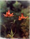 Orange Lily