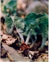Wild Ginger