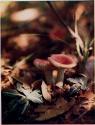 Mushrooms