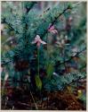 Rose Pogonia & Tamerack