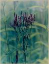 Purple Vervain