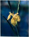 Yellow Iris