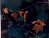 Red and Green Leaves on Dark Background