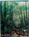 Columbine