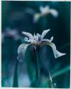 Pale Wild Iris