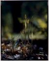 Green Grasses