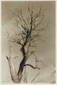 The Dying Chestnut Tree