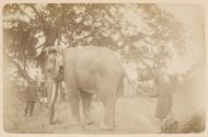 Eléphant du Tong-Doc de Bac-Ninh